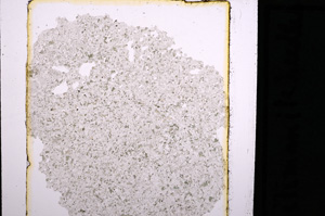 Plane Polarized, E27182