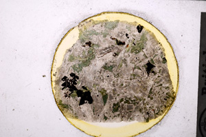 Plane Polarized, E27280