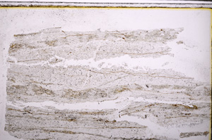 Plane Polarized, E27407