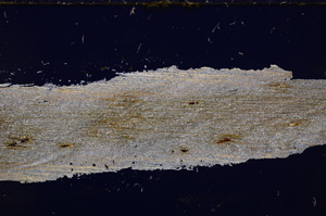 Cross Polarized, E27414