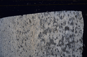 Cross Polarized, E27419