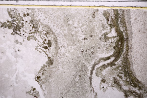 Plane Polarized, E27426