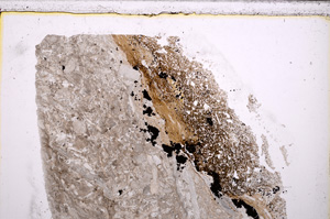 Plane Polarized, E27456