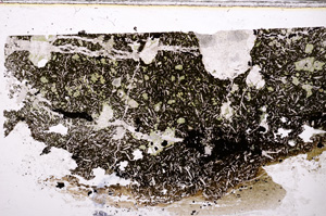 Plane Polarized, E27465