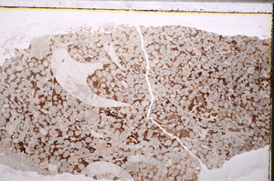 Plane Polarized, E27550