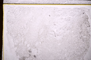 Plane Polarized, E27567