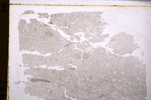 Plane Polarized, E27569