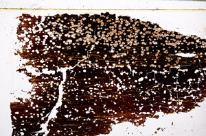Plane Polarized, E27656
