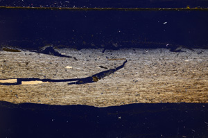 Cross Polarized, E27677