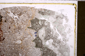 Plane Polarized, E27712
