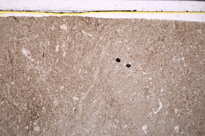Plane Polarized, E27728