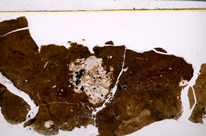 Plane Polarized, E27751