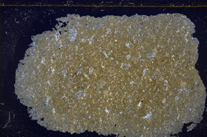 Cross Polarized, E27755
