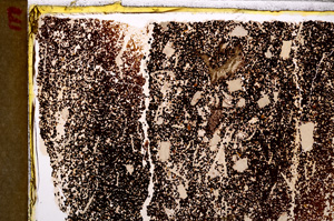 Plane Polarized, E27773