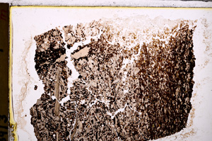 Plane Polarized, E27775