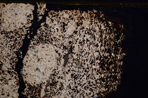 Cross Polarized, E27776