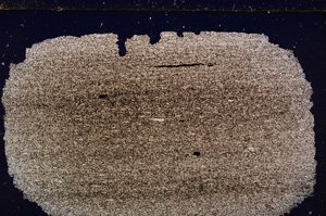Cross Polarized, E27783