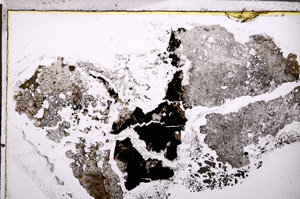 Plane Polarized, E27808