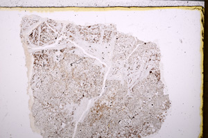 Plane Polarized, E27873