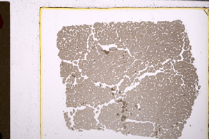 Plane Polarized, E27888