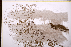 Plane Polarized, E27953