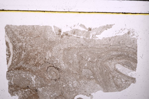 Plane Polarized, E28005