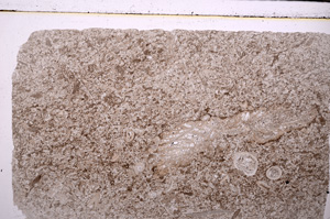 Plane Polarized, E28006