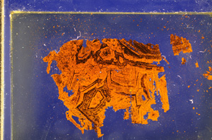 Cross Polarized, E28151