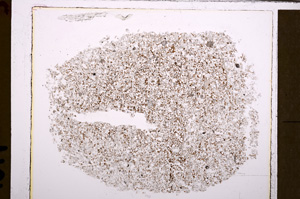 Plane Polarized, E28219