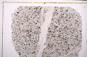 Plane Polarized, E28227