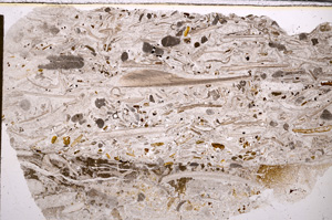 Plane Polarized, E28551