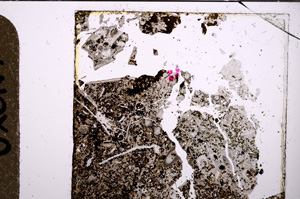 Plane Polarized, E28558