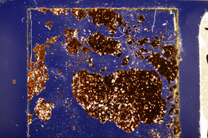 Cross Polarized, E28559
