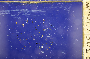 Cross Polarized, E28813