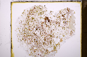 Plane Polarized, E28881