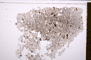 Plane Polarized, E28902