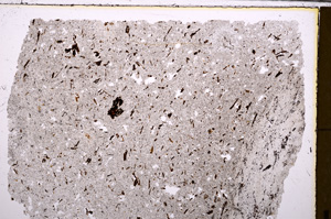 Plane Polarized, E28905