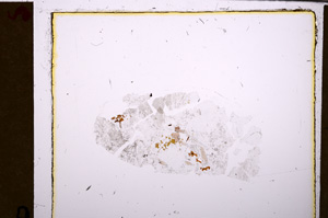 Plane Polarized, E28941