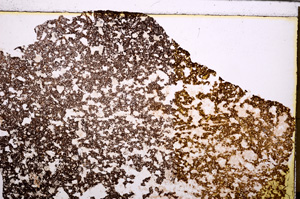Plane Polarized, E29179