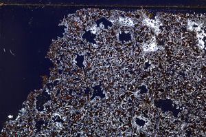 Cross Polarized, E29186