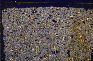 Cross Polarized, E29192