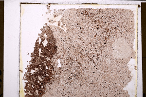 Plane Polarized, E29206