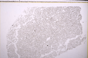 Plane Polarized, E29285