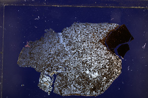 Cross Polarized, E29307