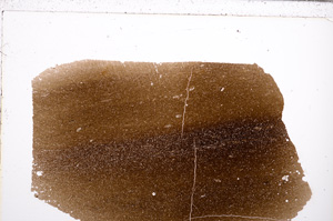 Plane Polarized, E29342