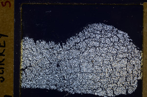 Cross Polarized, E29356