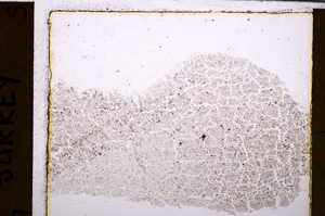 Plane Polarized, E29356