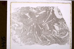 Plane Polarized, E29361