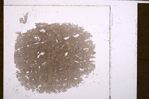 Plane Polarized, E29362