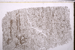 Plane Polarized, E29364